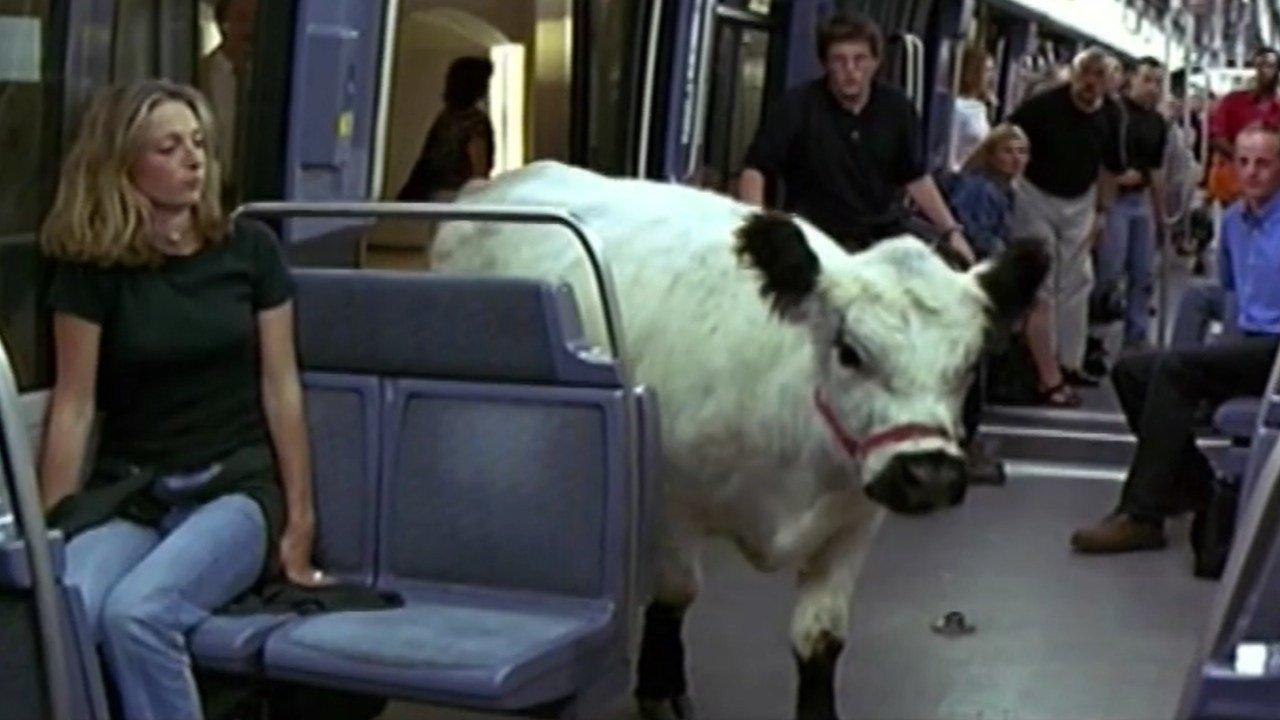 La Vache et le Président backdrop