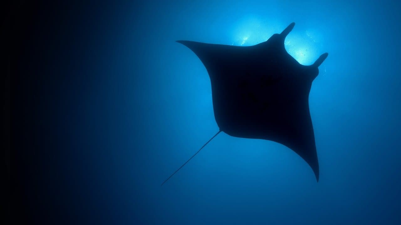Au cœur des océans - La Planète bleue backdrop