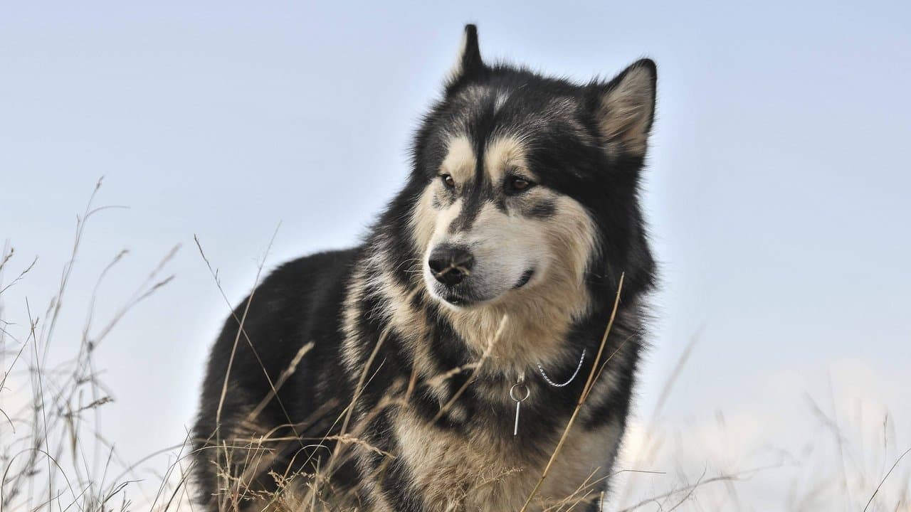 Le safari de tous les dangers backdrop