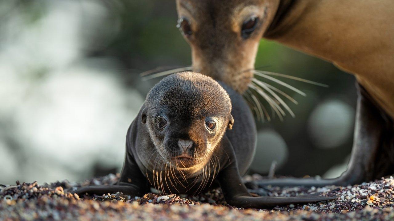Otaries des Galápagos backdrop