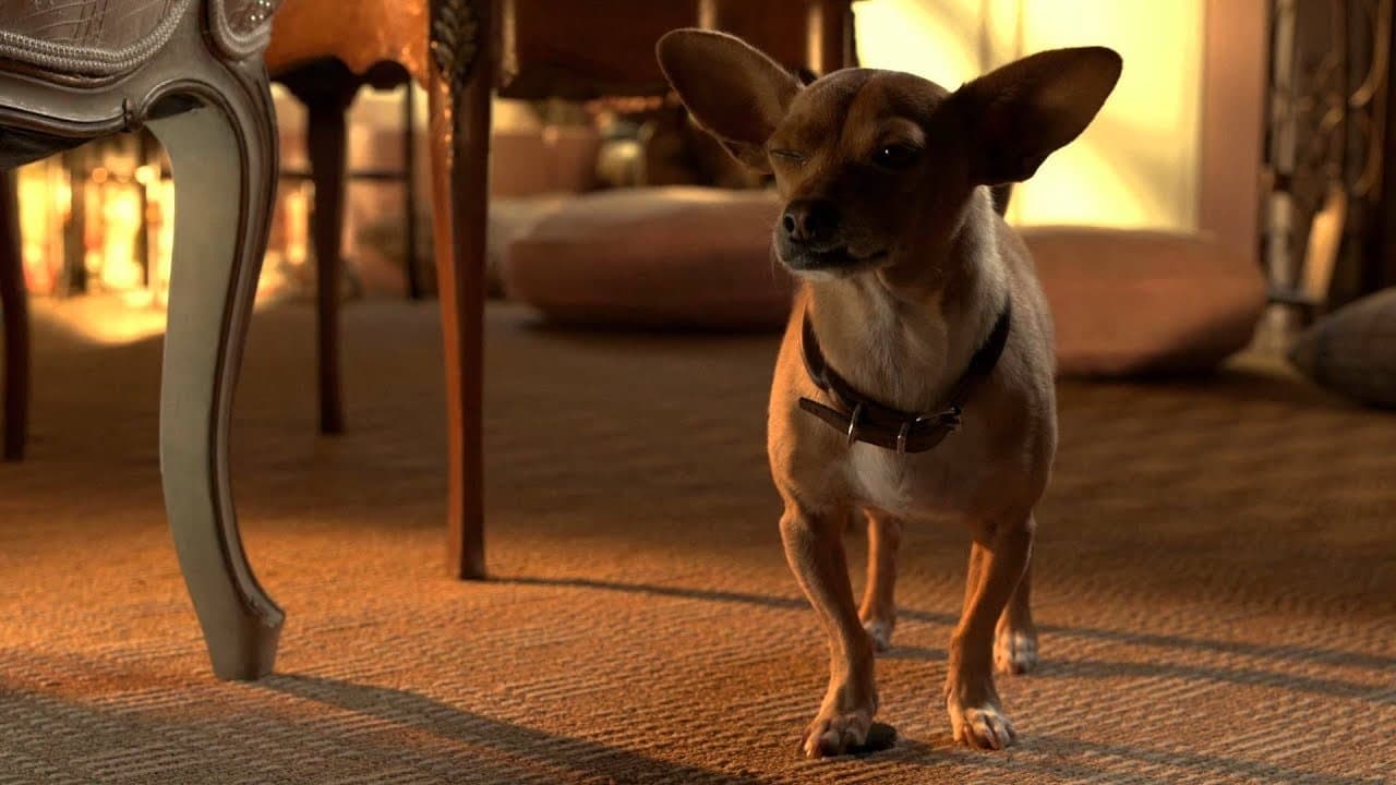 Le Chihuahua de Beverly Hills 3 : Viva la Fiesta ! backdrop