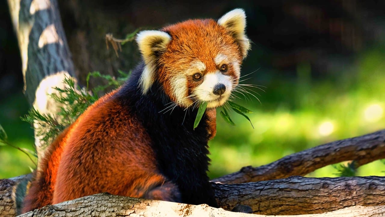 Le Zoo du Bronx backdrop