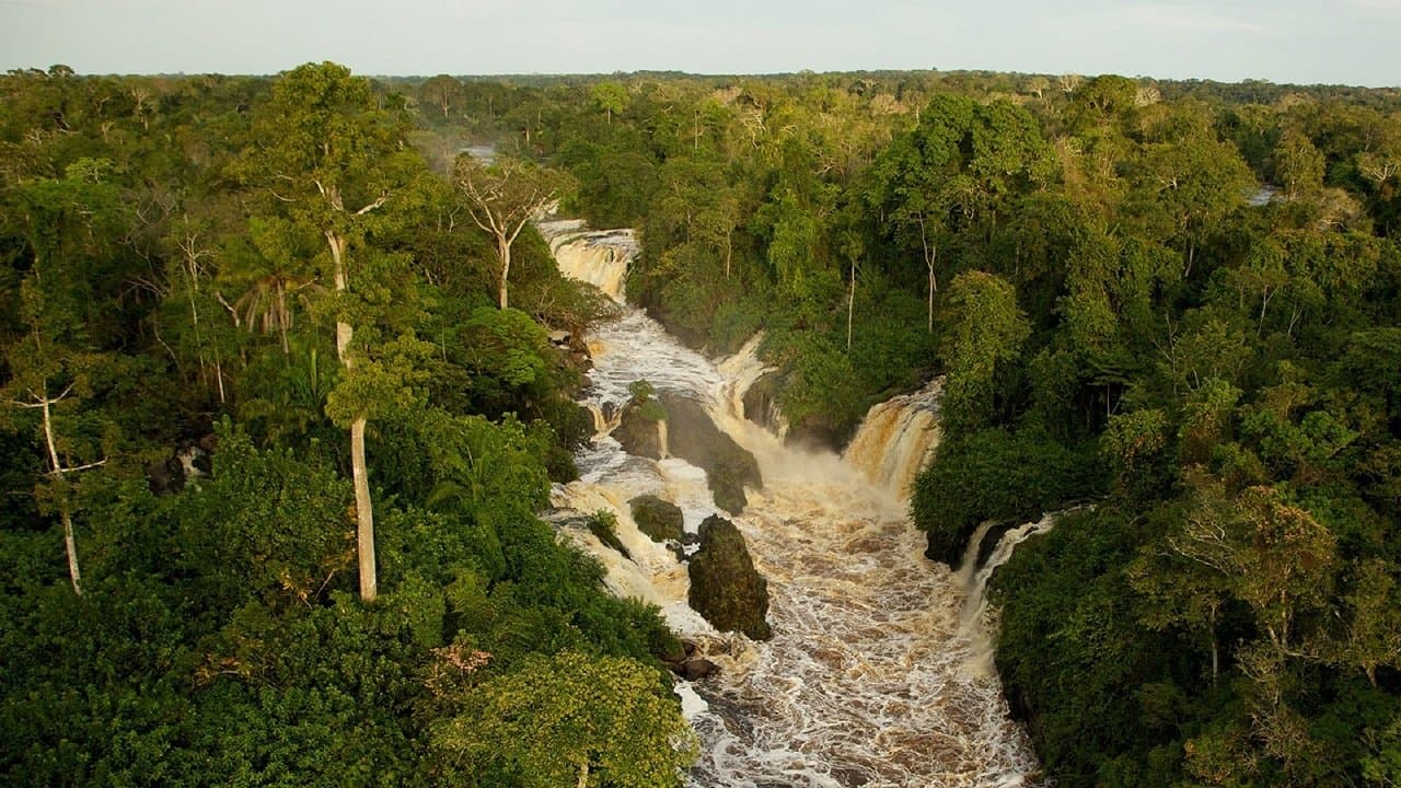 Il était une forêt backdrop