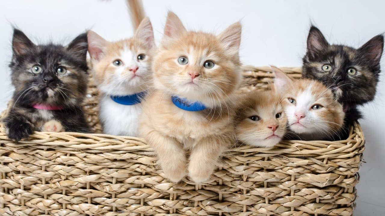 Too cute (Trop mignon) backdrop