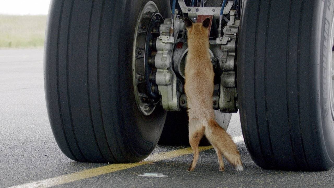 Les animaux de l’aéroport backdrop