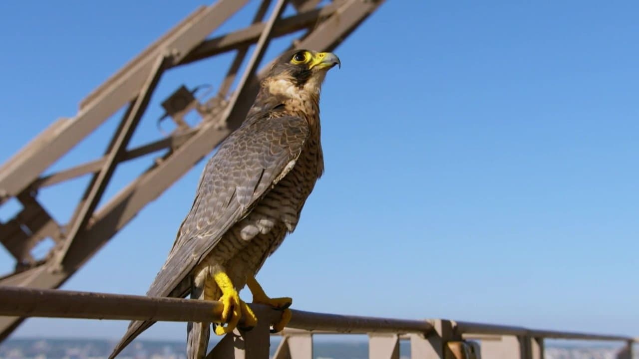 La Plus Belle Ville du monde backdrop