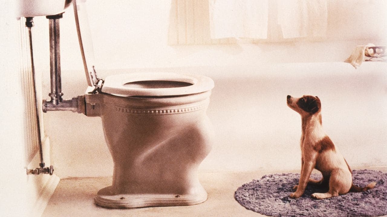 Mon chien Skip backdrop