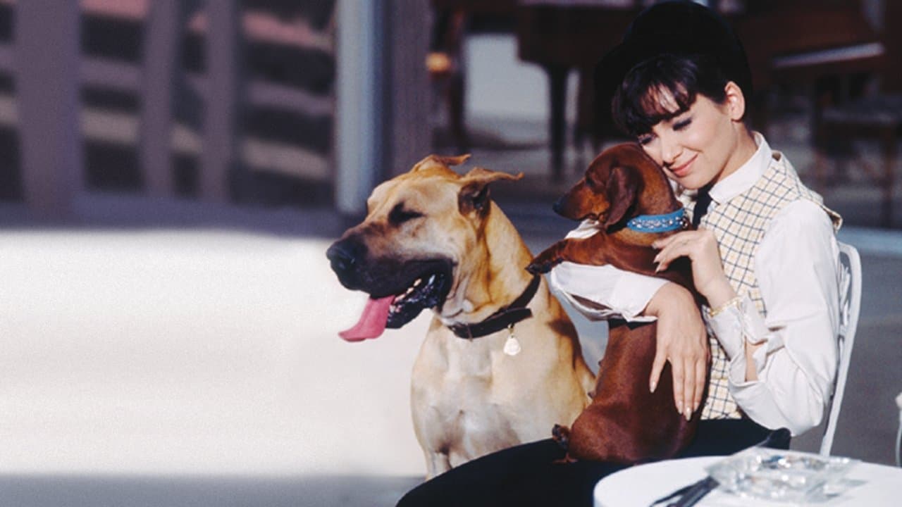 4 bassets pour un danois backdrop