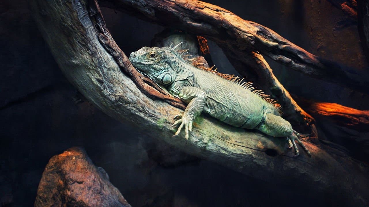 72 animaux dangereux en Amérique latine backdrop