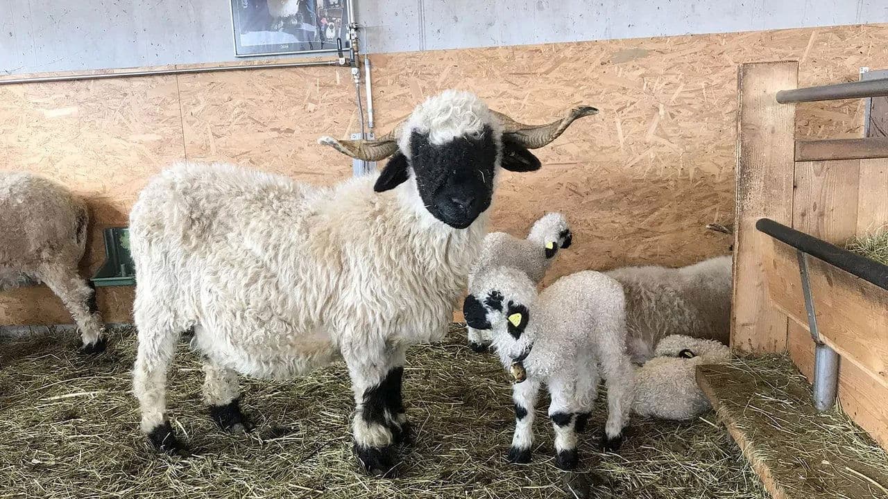 Moutons blancs Nez noirs - Les chouchous du Valais backdrop