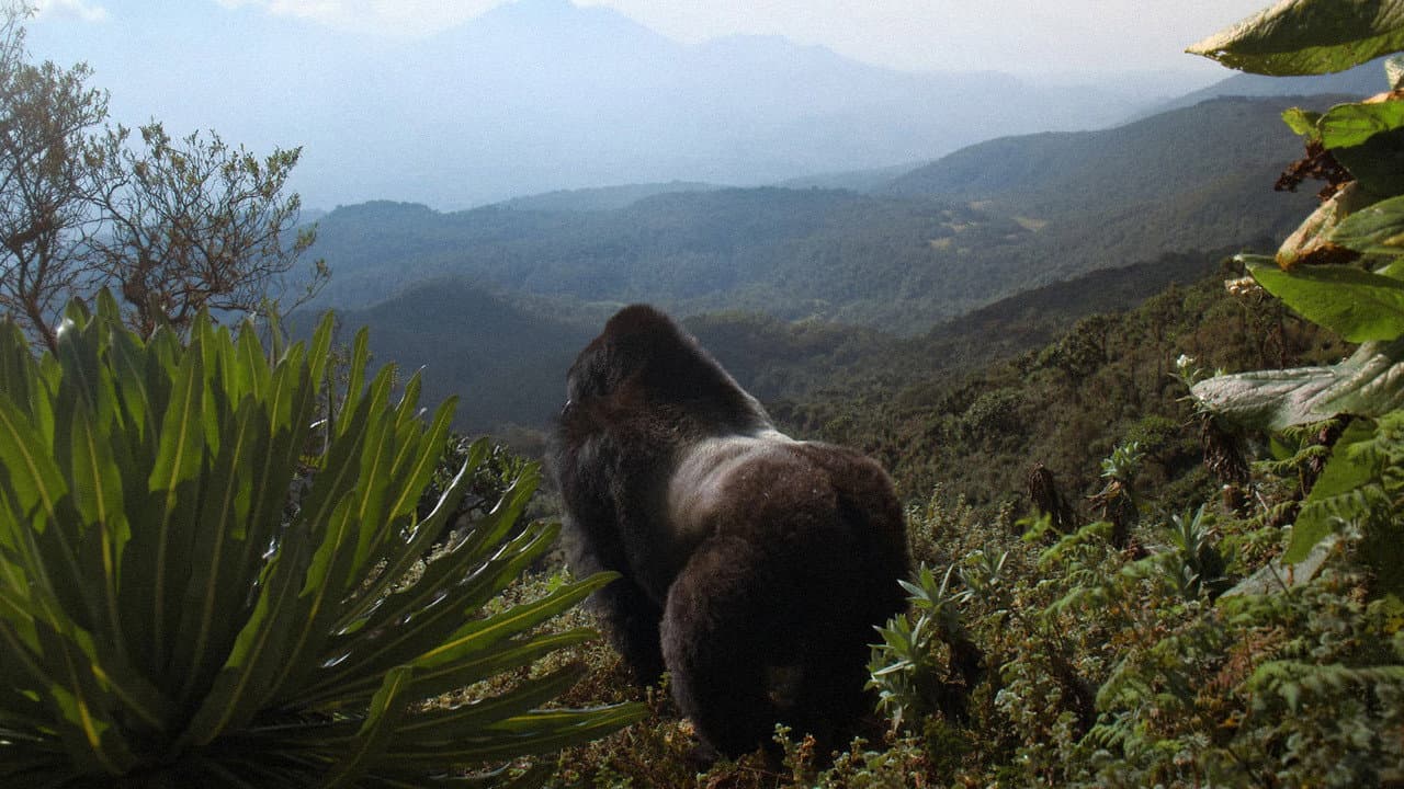 Une histoire de gorilles avec David Attenborough backdrop