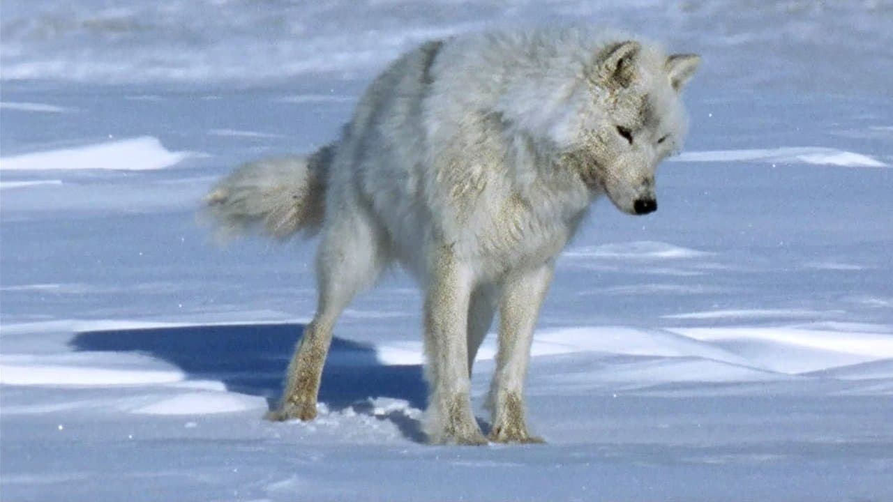 La Planète blanche backdrop