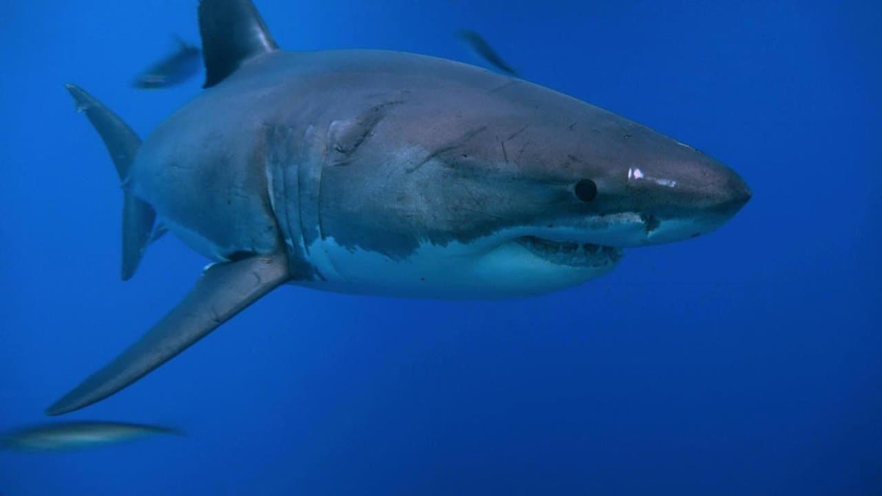 Terre des géants backdrop