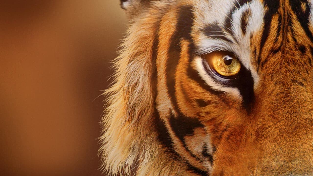 Tigres : le making of backdrop