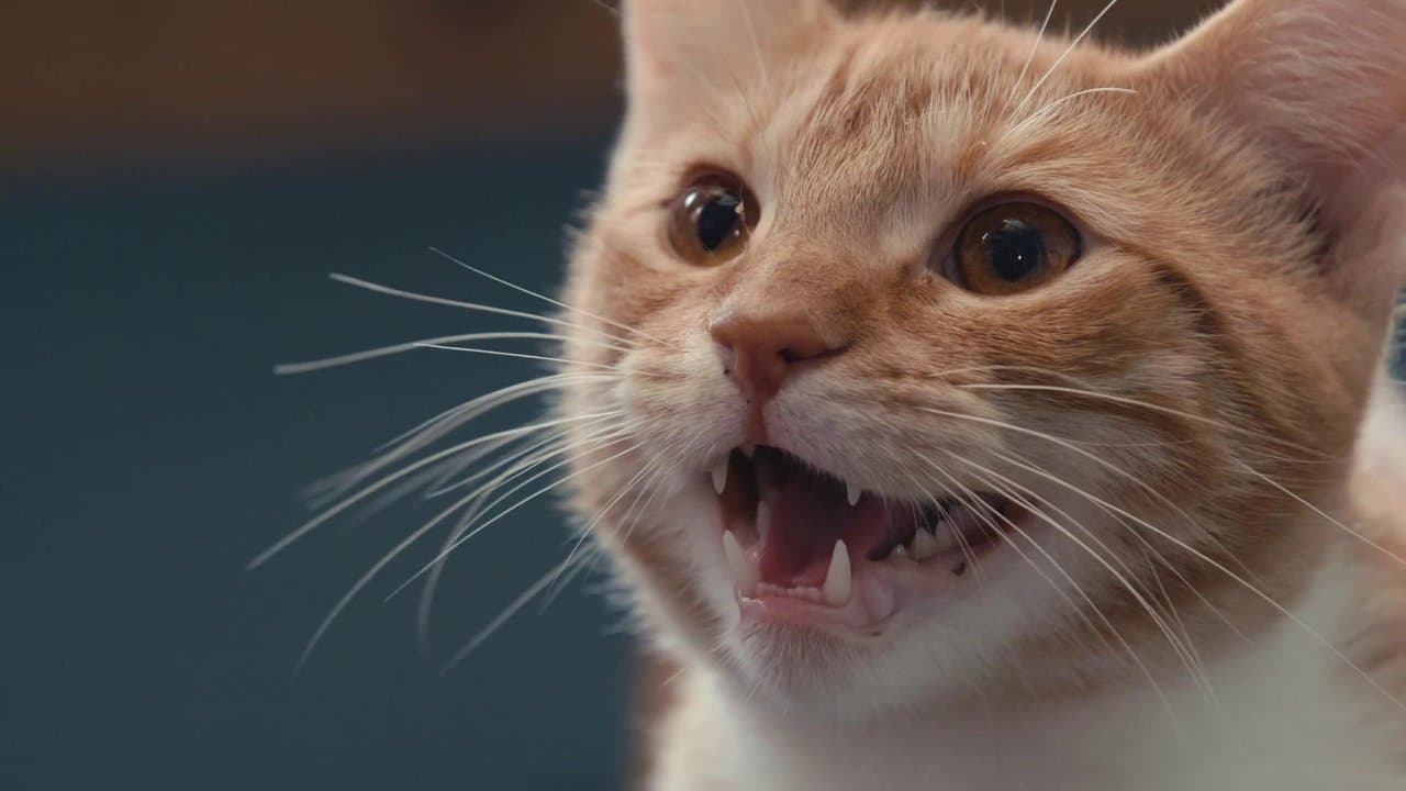 Notre langue aux chats backdrop