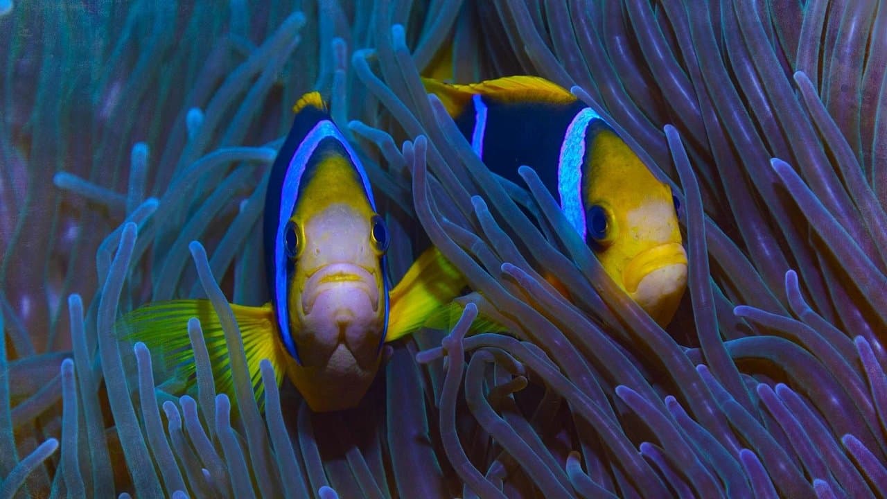Paradis en danger : L’île de Niue backdrop