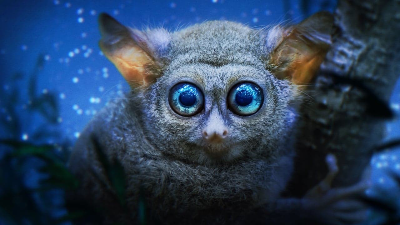 Terre : les couleurs nocturnes backdrop