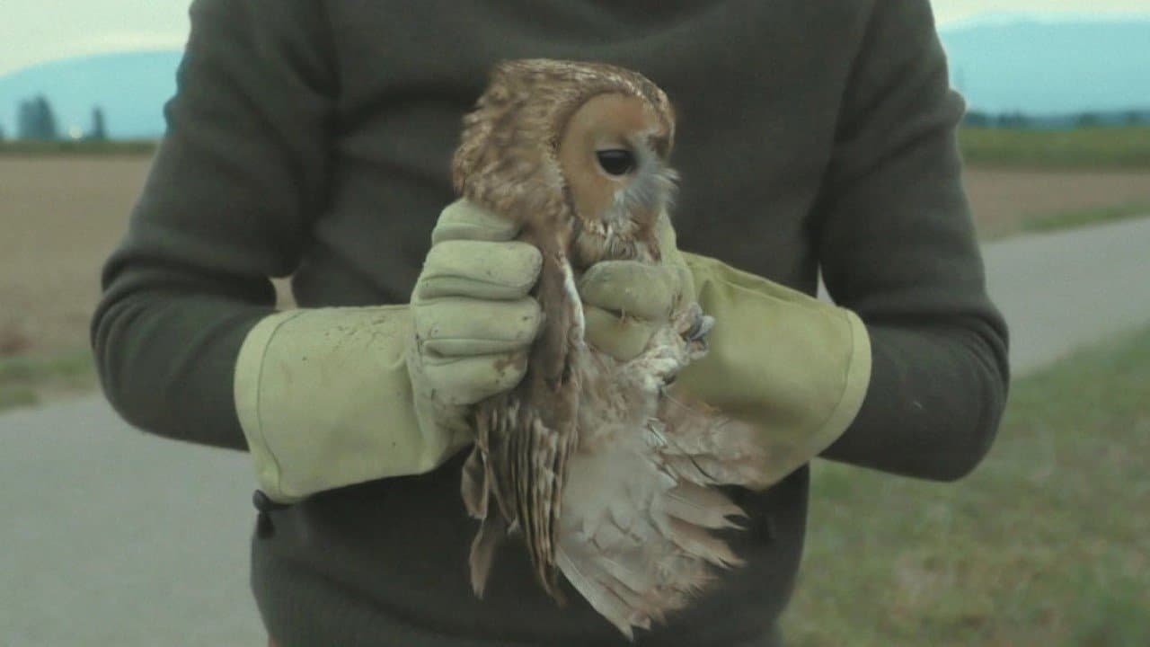 L'Île aux oiseaux backdrop