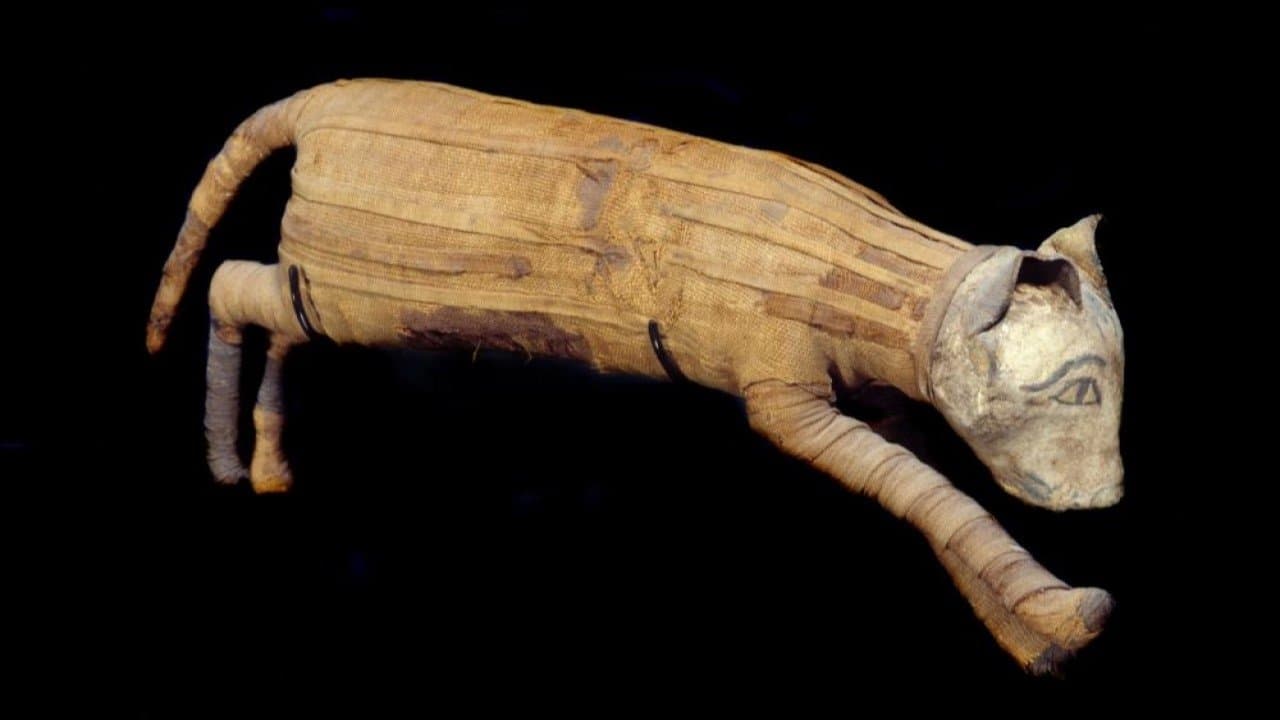 Égypte : les momies de compagnie backdrop